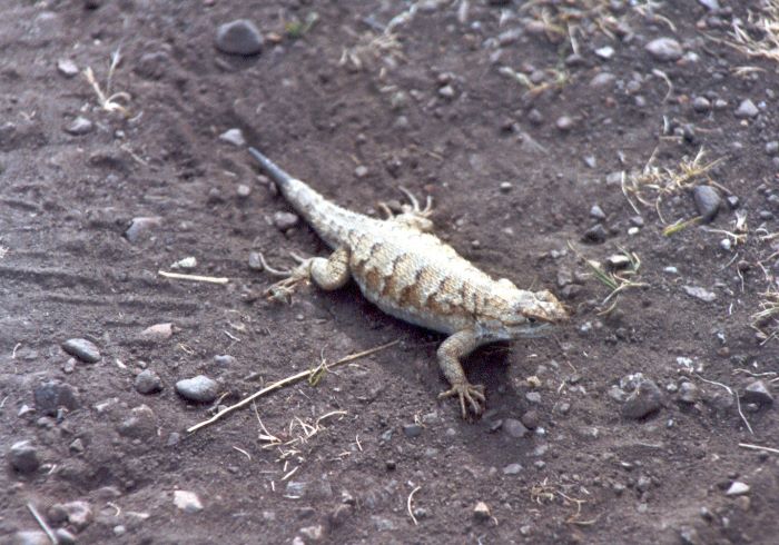 ../Images/051.Death Valley.jpg